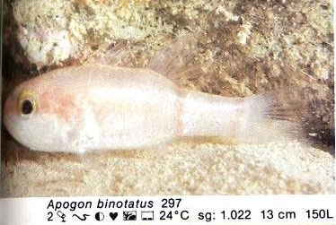 Apogon binotatus